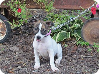 Reynoldsburg Oh Jack Russell Terrier Meet Fiesta A Pet For