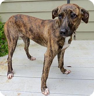 mountain cur whippet mix