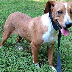 Photo of Brownie is reduced in TN!