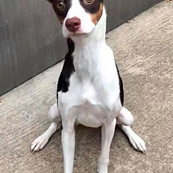 Rat Terrier Puppies For Sale In Rockford Illinois Adoptapet Com