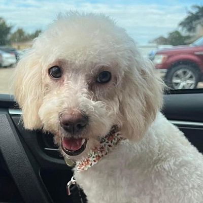 Magnolia, TX - Poodle (Standard)/Maltese. Meet Crystal a Pet for ...