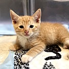 Adopt A Pet :: August - New York, NY