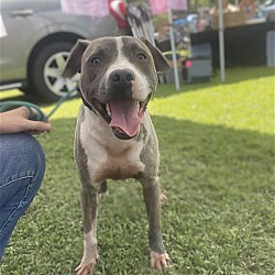 Photo of Rufus (Pit mix)