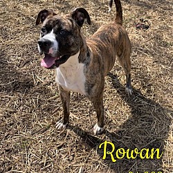 Photo of Rowan - $25 Adoption Fee Special
