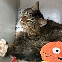 adopt-pet