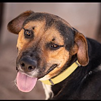 adopt a pet