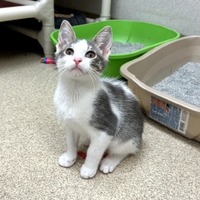 adopt-pet