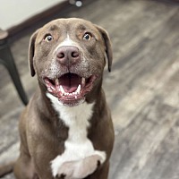 adopt a pet