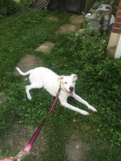 Bethel Park Pa Boxer Meet Aspen A Pet For Adoption