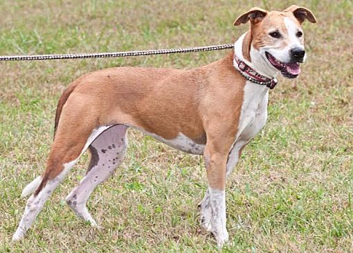 adopt a pet com