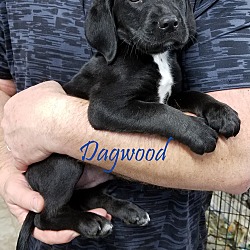 Thumbnail photo of Dagwood #2