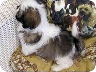 teddy bear faces shih tzu puppies