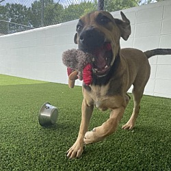 Photo of Shadow