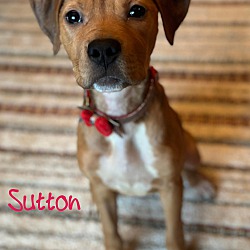 Thumbnail photo of Sutton #3