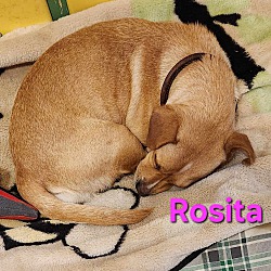 Thumbnail photo of Rosita #4
