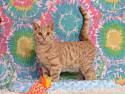 Adopt a Pet :: Obi - Greensburg, PA -  Domestic Shorthair