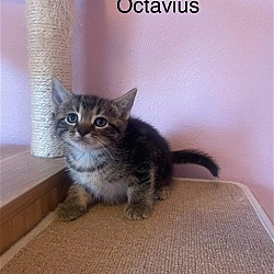 Thumbnail photo of Octavius #1