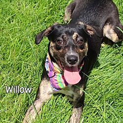 Thumbnail photo of Willow #1