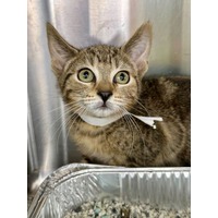 adopt-pet