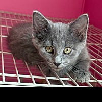 adopt-pet