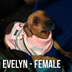 Thumbnail photo of EVELYN #1