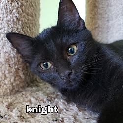 Thumbnail photo of "  Knight  " #2