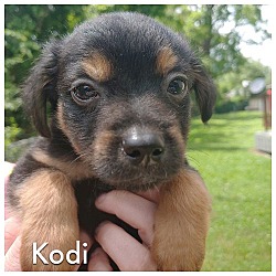 Thumbnail photo of Kodi #4