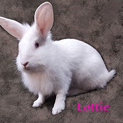 Thumbnail photo of Lottie #3