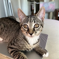 Photo of Lucille (kitten)