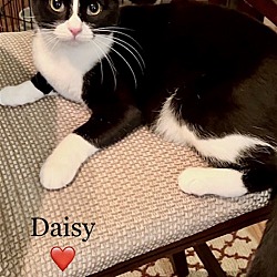 Thumbnail photo of Daisy - Courtesy Post #1