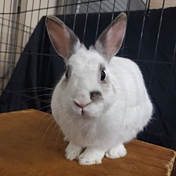 Thumbnail photo of Bunbun #1