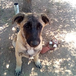 Photo of Basil - of Belgian Malinois family