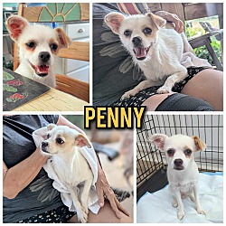 Thumbnail photo of Penny #1