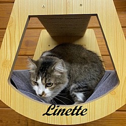 Thumbnail photo of Linette #4