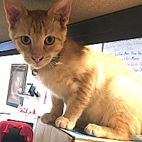 adopt a pet