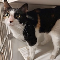 adopt-pet