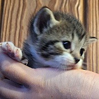 adopt-pet