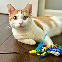 adopt a pet