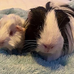 bonded pet photo