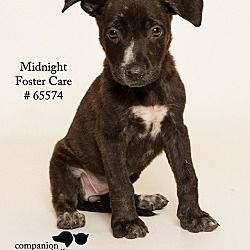 Thumbnail photo of Midnight (Foster) #2