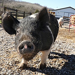 Thumbnail photo of Penny Piggles #1