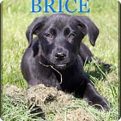 Photo of Brice
