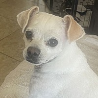 adopt-pet
