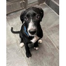 Adopt A Pet :: Oakley - Jackson, MI