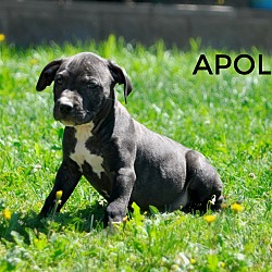 Thumbnail photo of Apollo (god of sun) #2