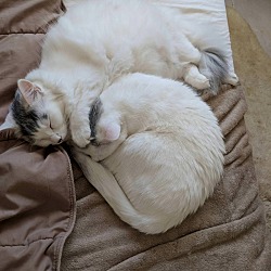 bonded pet photo