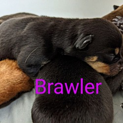 Thumbnail photo of Brawler #3