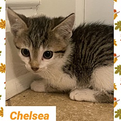Photo of Chelsea