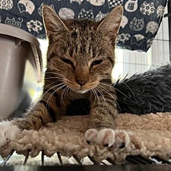 Photo of NUTMEG