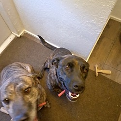 Photo of Daisy and Rosie
